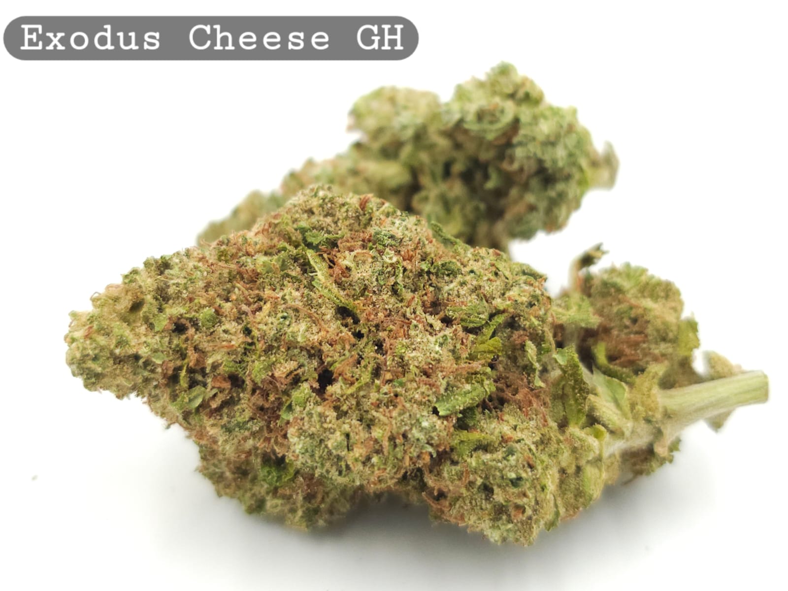 Greenhouse Exodus Cheese_Cannabis Bud_The dope warehouse