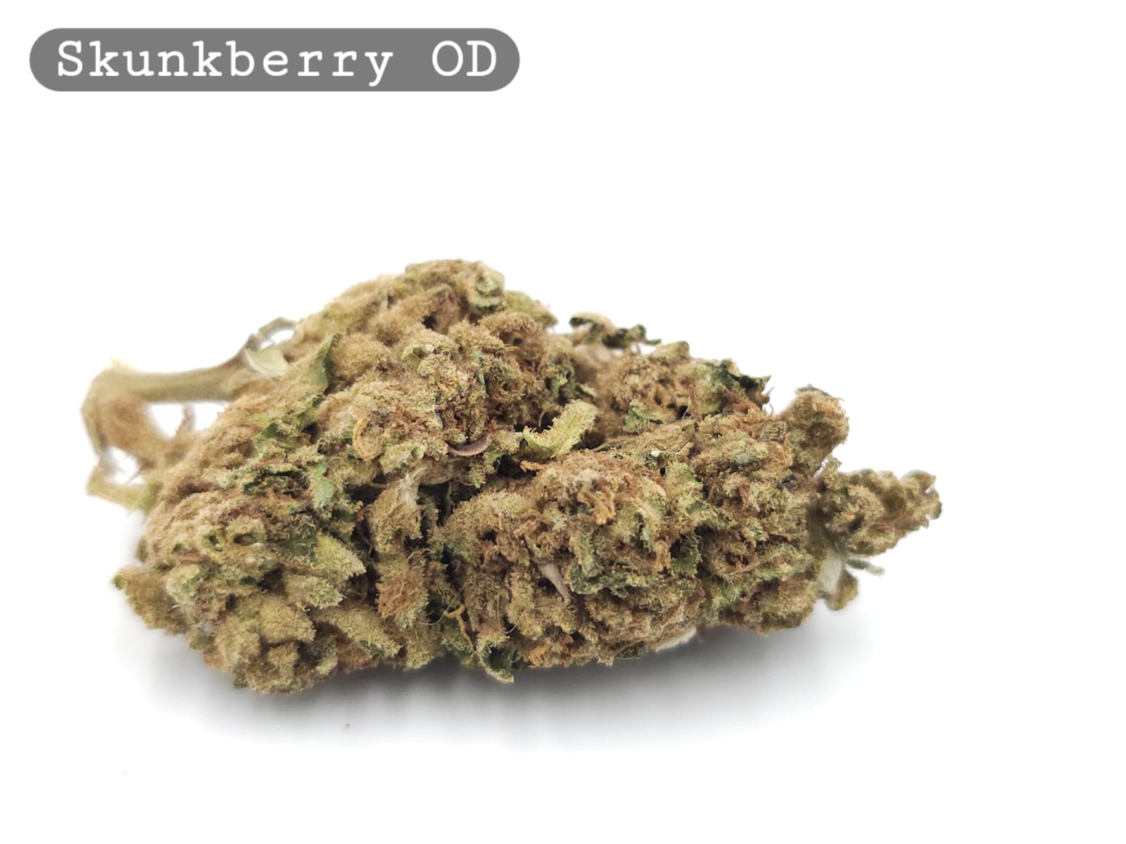 Outdoor Skunkberry_Cannabis Bud_The dope warehouse